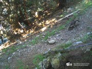 Ein Jungwolf tappte im Morobbiatal in die Fotofalle. (Bild: Dipartimento del territorio TI)