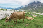 Auf der Chammlialp, der höchstgelegenen Urner Kuhalp, haben Gewitter immer wieder für das nötige Wasser gesorgt. (Bild: Bruno Arnold, Chammlialp, 16. Juli 2017)