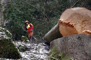 Gefährliche Forstarbeit: Hier wurde etwa in Oberägeri ein Baum gefällt. (Werner Schelbert: 20.Februar 2016)