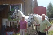 Monika und Armin Schönenberger mit den beiden «Krabat»-Zugpferden Carlos und Betjar. (Bild: Corinne Bischof)