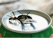 Dieses Jahr sind besonders viele Bienen und Wespen unterwegs. Konflikte mit dem Menschen sind vorprogrammiert. (Bild: KEY/Archiv)