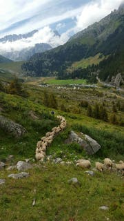 Die Tierhalter haben alle auf der Alp Ochesenbördli gesömmerten Schafe am Samstag wieder wieder nach Hause geholt. (Bild: Raphael Bissig, Göschenen, 11. August 2018)