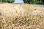 Die anhaltende Hitzeperiode liess auch 1947 das Gras verdorren. (Symbolbild: Andrea Stalder)