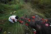 In Panbari, östlich von Gauhati, schmückt eine Inderin einen von einem Zug getöteten Elefanten mit Blumen. (Bild: Anupam Nath/AP)