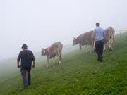 Kleinbauern statt industrialisierte Landwirtschaftsbetriebe sollen die Schweizer Bevölkerung ernähren. Das verlangt die Ernährungssouveränitäts-Initiative. (Bild: KEYSTONE/GIAN EHRENZELLER)
