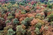Trockener Wald bei Frauenfeld, am Mittwoch, 8. August 2018. (Bild: Benjamin Manser)