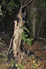 Dieser marode Baum brannte am Samstagabend. (Bild: Zuger Polizei)