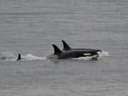Lebt wieder auf: Die Orca-Mutter (vorne) schwimmt und jagt wieder mit ihren Artgenossen. (Bild: KEYSTONE/AP Center for Whale Research)