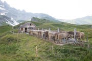 Alp Oberalp in Isenthal: Melkstand auf dem Oberstafel Schöntal. (Bild: Christof Hirtler, Isenthal, 25. Juli 2018)