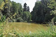 Der Zuckenmattweiher befindet sich am Rande der Gemeinde Bütschwil-Ganterschwil. (Bild: Anina Rütsche)