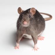 Ratten sind auch in der Hafenstadt zu Hause. Im Sommer werden sie öfters an der Promenade beobachtet. (Bild: Fotolia)