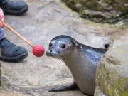 Mit täglichem Training werden die Seehunde im Zoo Zürich auf den Tierarztbesuch vorbereitet. (Bild: KEYSTONE/ZOO ZUERICH/ENZO FRANCHINI)
