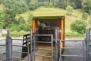 Ursprünglich wollten sich mehr Bauern als üblich von ihren Kühen trennen. (Bild: Nadine Bantli)