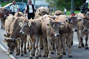 Die Rinder vom Diepoldsauer Schwamm müssen zwei Wochen früher als sonst ins Tal zurück. (Bild: Archiv)