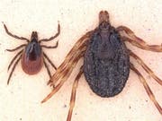 Hyalomma marginatum (rechts) im Vergleich zum Gemeinen Holzbock (Bild: IMB / Lidia Chitimia-Dobler via www.uni-hohenheim.de)