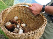 Die Trockenheit hinterlässt auch in den Wäldern ihre Spuren: Regnet es in den kommenden Wochen nicht ausgiebig, bleiben die Körbe der Pilzsammler wohl meist leer. (Bild: KEYSTONE/ARNO BALZARINI)