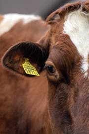 Eine hornlose Kuh auf einem Bauernhof in Schaffhausen. (Bild: Melanie Duchene/Keystone (20. Mai 2018))