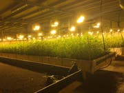 Im Februar 2015 entdeckte die St. Galler Kantonspolizei in Altstätten in einer Industriehalle eine professionelle Hanfplantage. Bei einem missglückten Überfall waren zwei Bewacher der Anlage schwer verletzt worden. (Bild: Kapo St. Gallen)