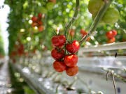 Tomaten: Ein Teil der gehackten, die bei Lidl verkauft wurden, könnten Plastikteile enthalten und dürfen nicht gegessen werden. (Bild: KEYSTONE/GAETAN BALLY)
