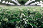 Der Zuger Regierungsrat kann die Folgen einer Cannabis-Liberalisierung nicht einschätzen. Im Bild eine Indoor-Anlage, in der THC-armes Cannabis mit Hilfe von UV-Licht angebaut wird. (KEYSTONE/Christian Beutler)