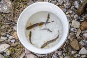 Der tiefe Wasserstand und die Temperaturen bedrohen das Leben der Fische. Bild einer Rettungsaktion im Entlebuch. (Bild: Philipp Schmidli, Schüpfheim, 23. Juli 2018)