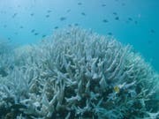 Die warmen Wassertemperaturen der vergangenen Jahre haben zu einer massiven Korallenbleiche geführt. (Bild: KEYSTONE/EPA AAP/WWF AUSTRALIA)