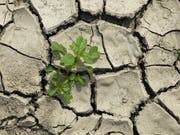 «Sommer 2018!» betitelt unser Leser Josef Lustenberger dieses Bild. (Leserbild: Josef Lustenberger (1. August 2018))