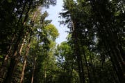 Bäume nicht zu dicht pflanzen: So kann der einzelne Baum genügend Wasser aufnehmen. (Bild: Hans Suter)