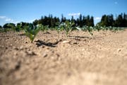 Trotz Regen bleibt es in der Ostschweiz trocken und dürr. (Bild: Keystone)