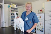 Sina Arnold mit Katze Schneeball in der Kleintierpraxis Adlergarten in Schattdorf. (Bild: Carmen Epp (Schattdorf, 2. August 2018))
