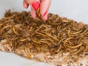 Insektenköchin Andrea Staudacher streut caramelisierte Mehwürmer auf eine Riegel-Masse. (Bild: Keystone/PETER KLAUNZER)
