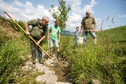 Philipp Amrein (links), Erwin Dahinden und Heinz Stalder (rechts) fangen Fische in einem Bach aufgrund von Wasser- und Sauerstoffmangel und bringen sie in die Kleine Emme. (Bild: Luzerner Zeitung (Schüpfheim, 23. Juli 2018))