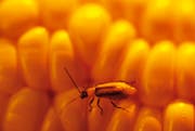   The wheat rootworm is seen under supervision in the canton of Lucerne. Symbol image: Richard Hamilton Smith 