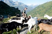 Der 26-jährige Pascal Nager mit seinen Ziegen auf der Alp Deieren im Muttental. (Bild: Christof Hirtler)