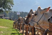 Kühe an der Viehschau der Viehzuchtgenossenschaft Haldi. (Bild: PD)