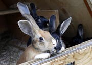 Das Tierheim in Allenwinden finden viele Tiere Unterschlupf, auch Hasen. (Bild: Werner Schelbert)