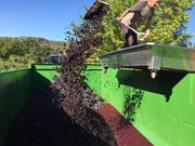 In Frankreich wird heuer mit einer ertragreichen Weinernte gerechnet. (Bild: KEYSTONE/AP/SALLY CARPENTER HALE)