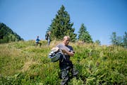 Fränz rollt den Zaun aus. Bild: Corinne Glanzmann (Flühli, 8. August 2017)