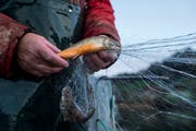 Auch der Zuger Rötel ist im Ägerisee heimisch. (Bild: Alexandra Wey/Keystone (22. November 2017))