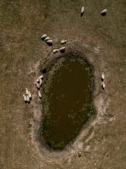 Schafe stehen auf einem von der Sonne ausgebleichten Feld um ein Wasserloch herum. Luftaufnahme mit Drohne. (Bild: Keystone/dpa/Axel Heimken)