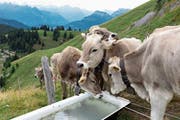 Kühe auf der Alp Obermatt unterhalb des Dossens auf der Rigi. Das Wasser in der Trinkwanne musste wegen der trockenen Quellen hinauftransportiert werden. (Bild: Gaëtan Bally/Keystone (Alp Obermatt, 9. August 2018))