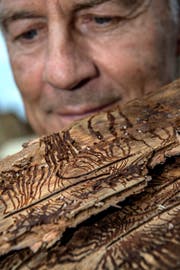 Eine vom Borkenkäfer befallene Baumrinde: Peter Lang senior, Geschäftsführer der gleichnamigen Schreinerei, produziert aus «Käferholz» Einwegprodukte. (Bild: Pius Amrein (Hochdorf, 24. August 2018))