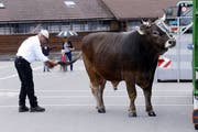 Auch der Siegermuni Kolin durfte am Fest vor dem Fest nicht fehlen. (Bild: Werner Schelbert (Zug, 25. August 2018))