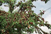 Der Maulbeerbaum mit reifen Früchten. (Bild: Getty)