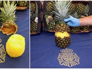 Die spanische Polizei hat 67 Kilogramm Kokain beschlagnahmt, das in ausgehöhlten Ananas versteckt war. (Bild: KEYSTONE/EPA EFE / Spanish National Police De/)