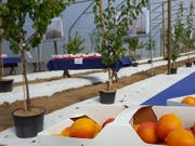Bereit zum Einpflanzen: Im Aargau werden bald Aprikosen in Folientunneln für den Direktverkauf produziert. Schweizweit soll die grösste Aprikosen-Anbaufläche unter Folientunnels entstehen. (Bild: Thomas Gerber/Keystone-SDA)