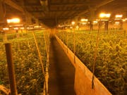 Beim Überfall auf diese Hanfplantage in einer Fabrikhalle in Altstätten SG im Februar 2015 wurden zwei Männer mit Gewehrschüssen schwer veletzt. Das Kantonsgericht St. Gallen beurteilt den Fall jetzt in zweiter Instanz. (Bild: Kantonspolizei St. Gallen)
