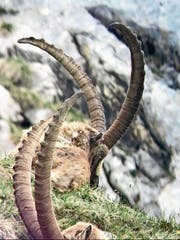 Dieser kapitale Bock wurde letztes Jahr im Alpstein erlegt. (Bild: Ueli Nef)
