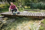 Lukas Roggensinger, Verantwortlicher für die Fischzucht der Kartause Ittingen, füttert die Regenbogenforellen im Teich. (Bilder: Reto Martin)