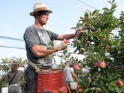 Obstbauer Ralph Gilg bei der Apfelernte im thurgauischen Fruthwilen. Die Apfelernte findet dieses Jahr wegen der Trockenheit früher statt. Die Früchte sind teilweise kleiner. (Bild: KEYSTONE/GIAN EHRENZELLER)